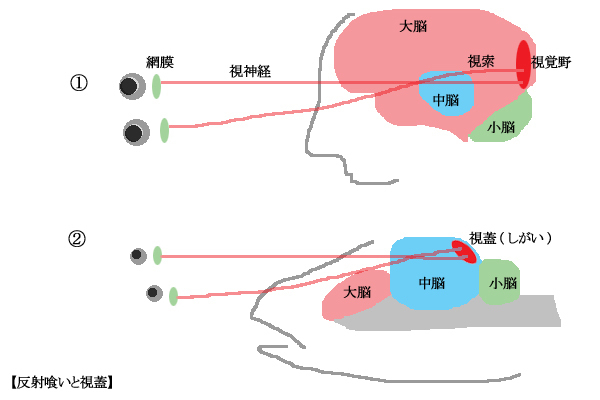 反射喰いと視蓋 Rivergreen2nd